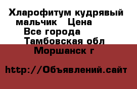 Хларофитум кудрявый мальчик › Цена ­ 30 - Все города  »    . Тамбовская обл.,Моршанск г.